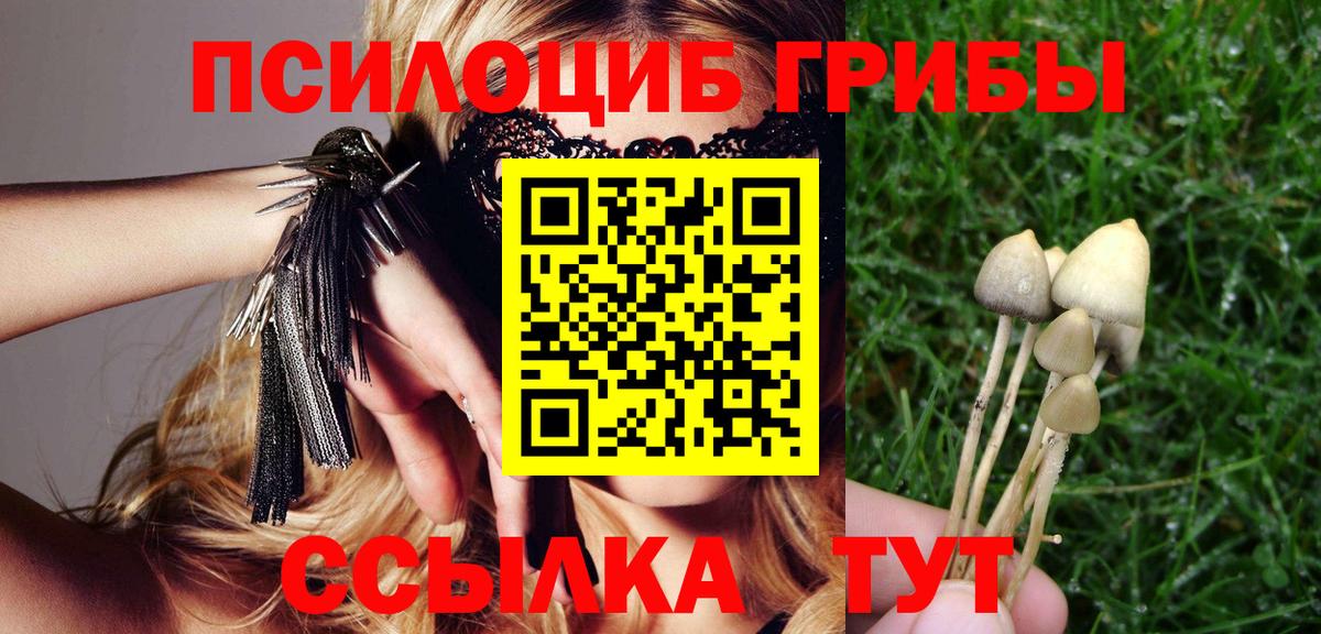 Псилоцибиновые грибы Psilocybine cubensis Кировск